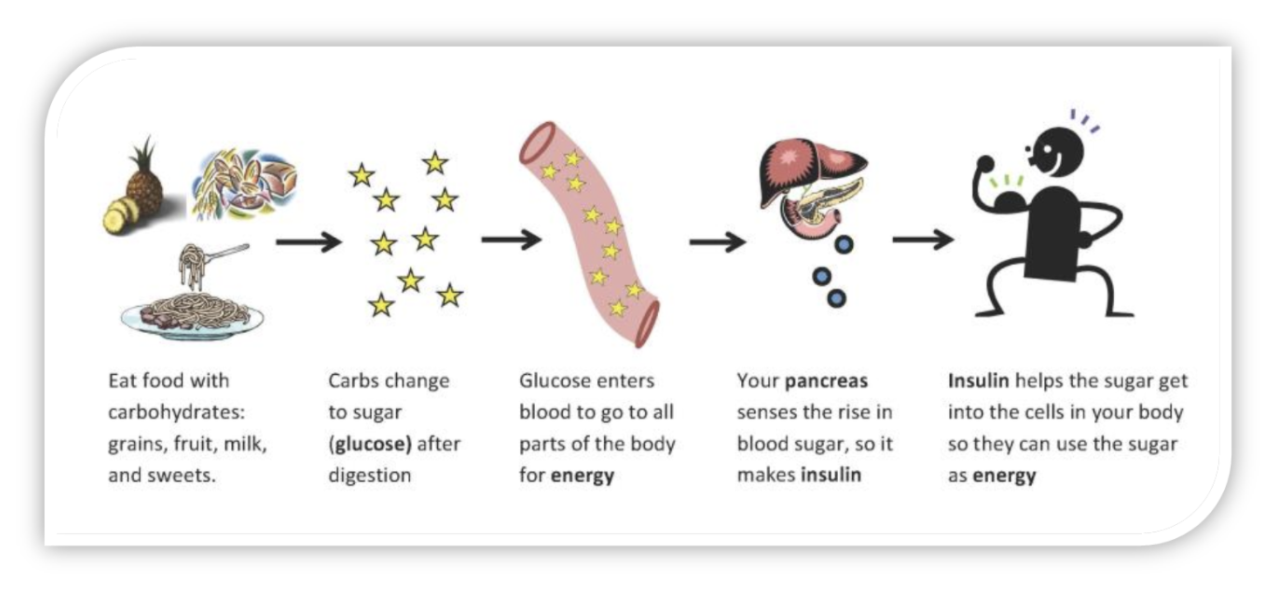 Why did the boy put sugar. Инсулин анимация. Understanding Diabetes. Инсулин карикатуры. Insulin Production when and how.