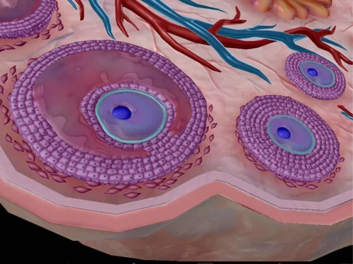 Pmos Female PMOS: What Women Need To Know - The Endocrine Doc
